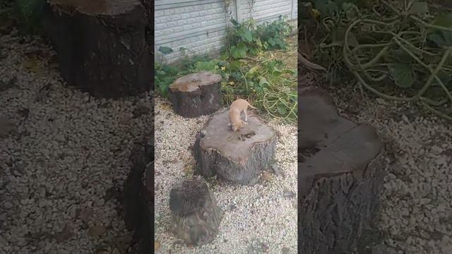 толстые пузики чихуахуа Симферополь Кастропуло продам щенков