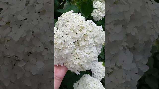 Шикарная Анабель