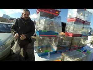 Птичий рынок Краснодар 07.03.2021г.(Ярмарка)