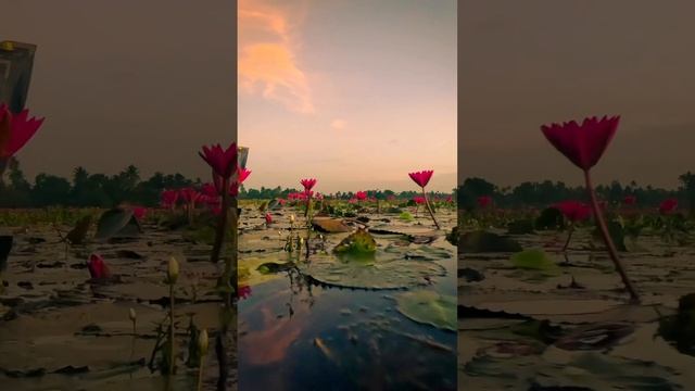 Кувшинки в Малариккале Океан смотреть онлайн