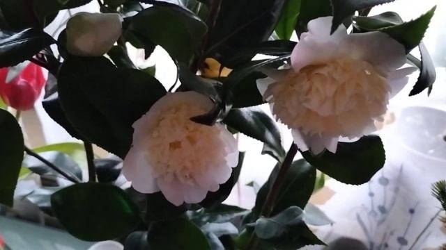 Девочки с Праздником ! ????❤️Упс! Ёлка на 8 Марта ?? смотреть онлайн