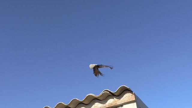 Первая подкидка перелинявшей птицы 15.11.2021 г смотреть онлайн