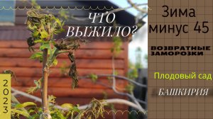 Плодовый сад. Что выжило?? Зима была минус 45?!!! и весенние возвратные заморозки #Башкирия