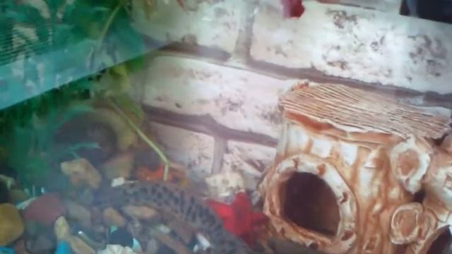 Содержание тритона. смотреть онлайн