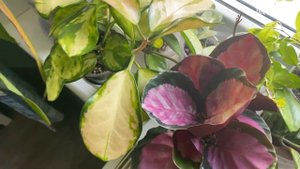 Моя коллекция калатей. Марантовые джунгли. Комнатные цветы.