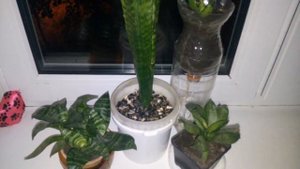 ❤?Мои Сансевиерии (Тещин язык)Уход и размножение