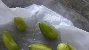 Мушмула.  Как я посадил 500 косточек.