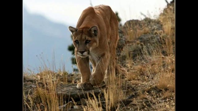 кто ты из диких кошек по знаку зодиака? смотреть онлайн