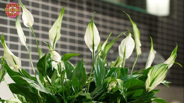Как правильно ухаживать за спатифиллумом в домашних условиях, чтобы он радовал нежным цветением! смотреть онлайн