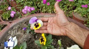 #Pansy F1 Hybrid Flowers blooms in loving spring at Asim Rooftop Garden | Butterfly Flowers