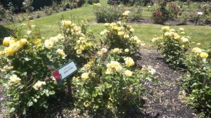 Julia Child Floribunda: Maplewood Rose Garden