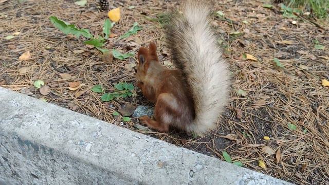 Смелая белка. Стоковое видео. Футаж. / A brave squirrel. Stock video. Footage. смотреть онлайн
