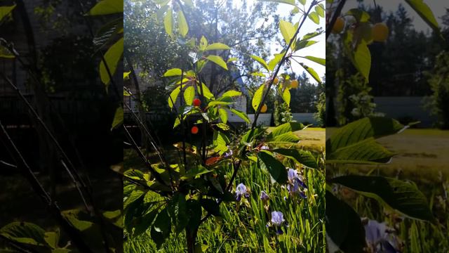 Семья Колесниковых/Новости из Дворца. смотреть онлайн