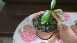 Выращивание экзотических фруктов в квартире.