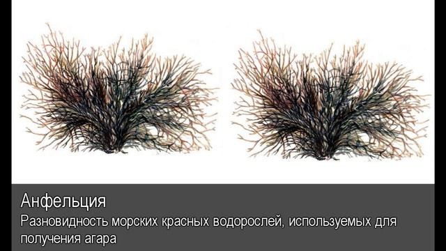 Анфельция. Толковый Видеословарь русского языка смотреть онлайн