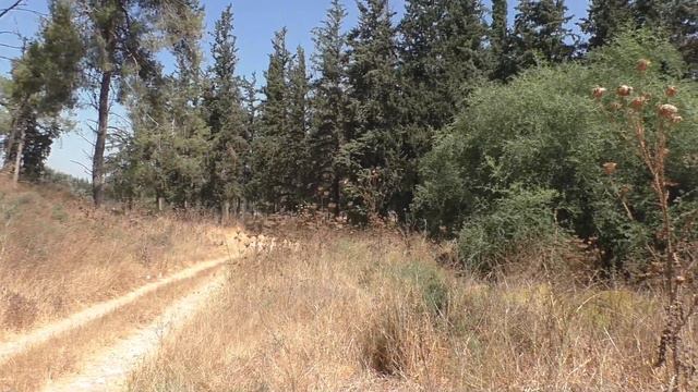 Лето в лесу Summer in the forest
