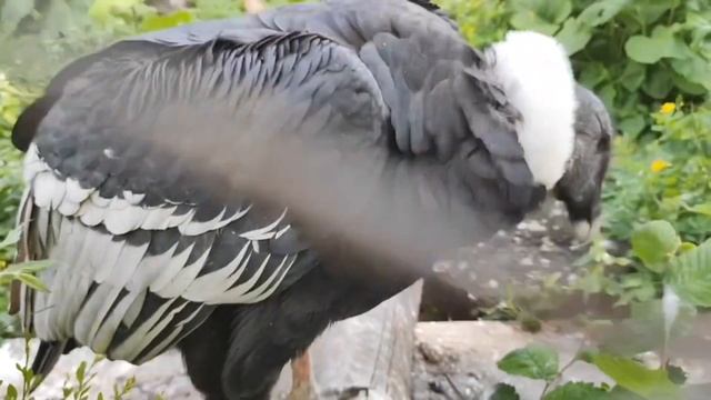 Я в Зоопарке! | Московский Зоопарк смотреть онлайн
