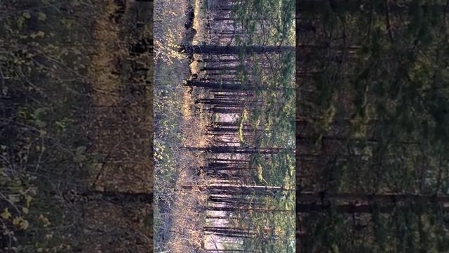 рябчики смотреть онлайн