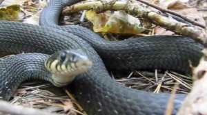 Уж обыкновенный (змея)