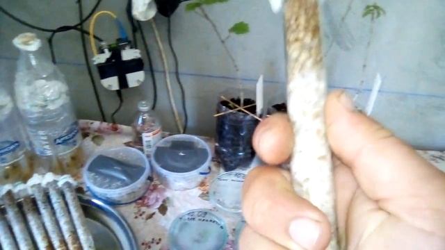 Саженцы трюфеля