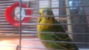 Волнистый попугай часто открывает/закрывает клювик 2