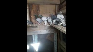 Продается турецкая такла!