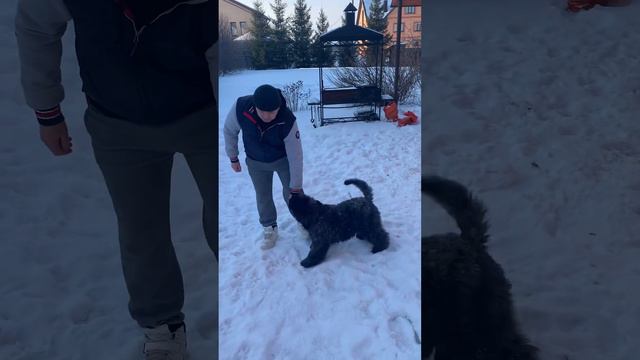 Фландрский Бувье