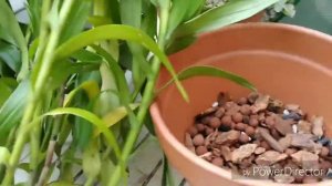 Saving/Repotting the Huge Epidendrum raniferum...