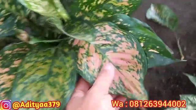 Jual Aglonema смотреть онлайн