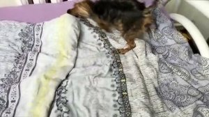 Мажорик и Персик.