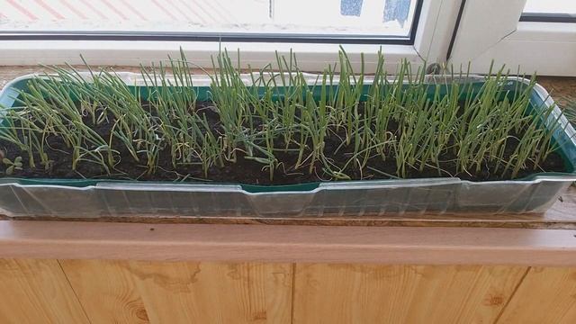 РАССАДА растёт как на ДРОЖЖАХ. РАССАДА после дрожжевой ПОДКОРМКИ. смотреть онлайн