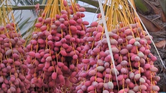 Как сушат финики смотреть онлайн