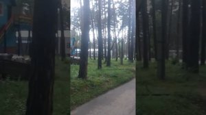 Брошенный лагерь соснячок