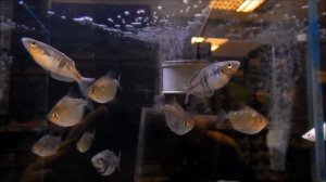 аквариумные рыбки, Меланотения Боэсмана, Melanotaenia boesemani цены на аквариумных рыбок