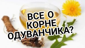 **Корень одуванчика: Главный Герой Здорового Обмена Веществ!**