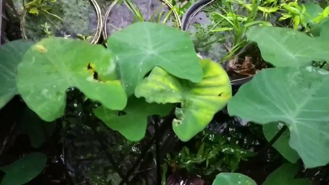 CONTOH VIDEO DOKUMENTER || VIDEO RELAKSASI BAGAIKAN AIR DI DAUN KELADI смотреть онлайн