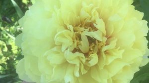 Пион Сонома ЙеДа Sonoma YeDo