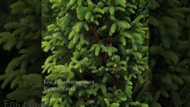 Ель обыкновенная Купрессина смотреть онлайн