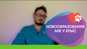 Новообразование молочной железы у крыс