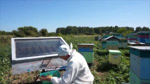 Солнечная воскотопка на 170 семей