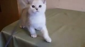 серебристый шиншилловый британский котенок
