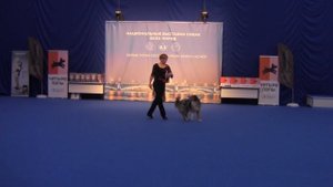 Открытый-Фристайл - Клинова Екатерина  и Аусси  Даяна Инсар Зеттер