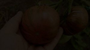 СОРТ ВКУСНЯТИНА!!! ТОМАТ ТАЙ ДАЙ ФРЕДА!