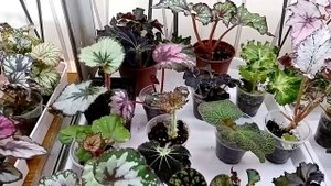 Бегонии декоративно-лиственные