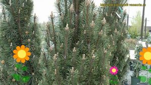 Сосна черная Комет. Краткий обзор, описание характеристик, где купить pinus nigra Komet