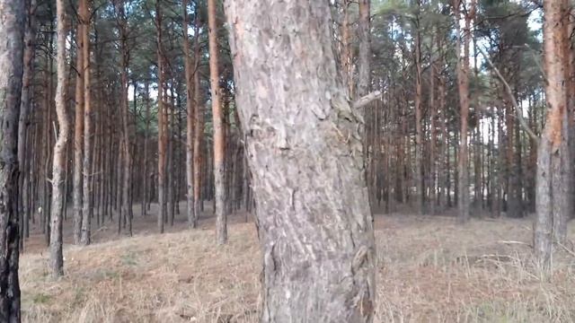 Металлопоиск в лесу. Путь на хутора с металлоискателем (часть 1).