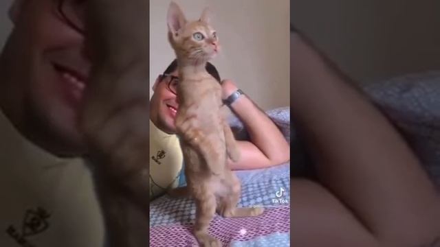 Рыжий котик стоя на задних лапах слушает гимн СССР