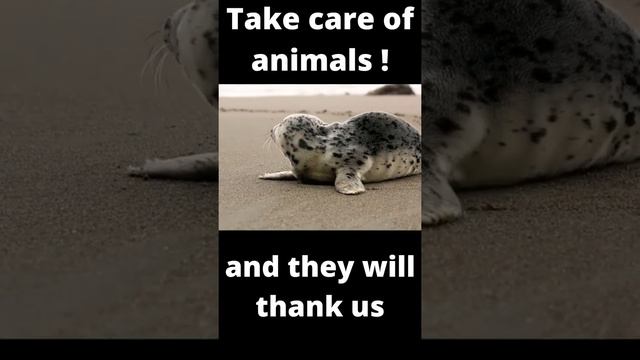 Funny animals / забавные животные / Морской леопард / Sea leopard /Take care of animals #Shorts