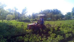 МТЗ 132мт окучивание картофеля