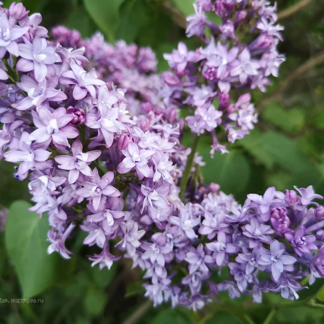 Сиреневый сад в Москве